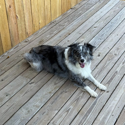 cute dog