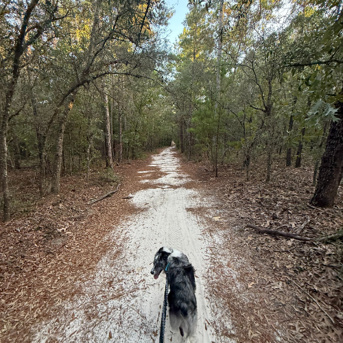 Trail view